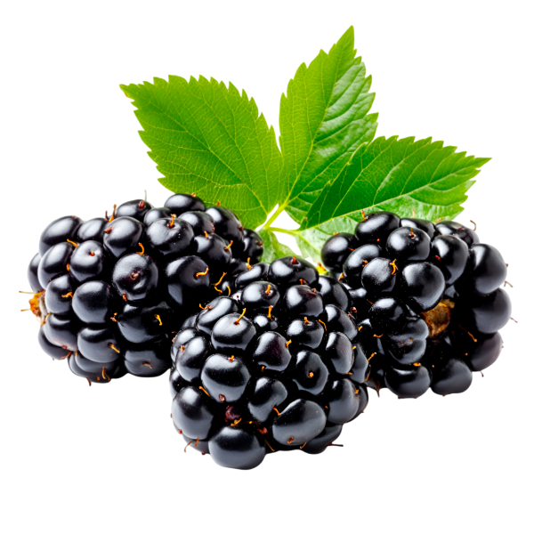 Donuk Böğürtlen 2,5 Kg x 4 Adet